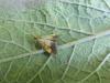 Evergestis limbata